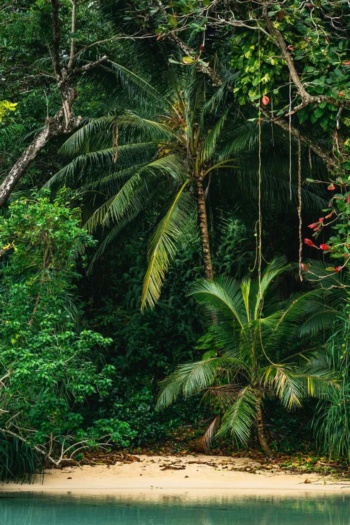 Coastal road in Jamaica with lush tropical vegetation — the route between Montego Bay and Negril frames this 5-day itinerary