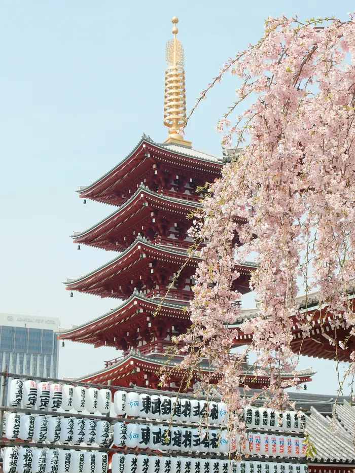 Senso-ji temple in Asakusa, Tokyo — iconic backdrop for cherry blossom season in Japan